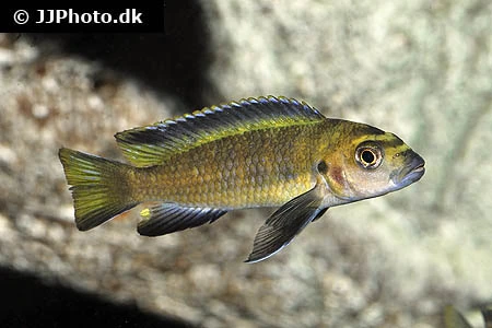 Chindongo Flavus (Tidl. Pseudotropheus Flavus)